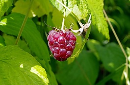 馬里納,覆盆子,水果