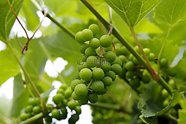 葡萄,綠色,食品