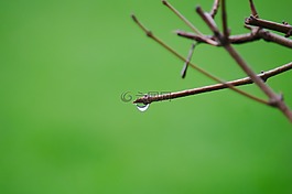 下降,绿色,雨