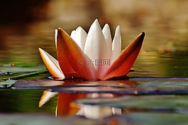 睡蓮,水,芽
