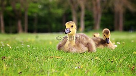 鴨,小鴨,鳥