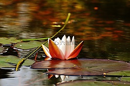 睡蓮,水,芽