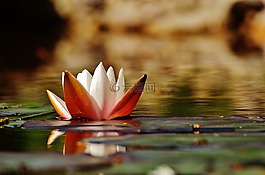 睡蓮,水,芽