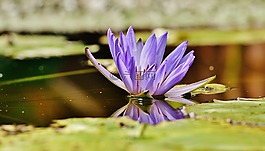 睡莲,水,芽