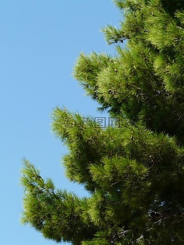 松,树,针