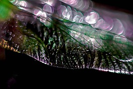蜻蜓,翼,紫色