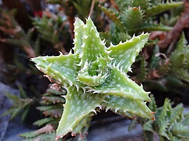 花,仙人掌,花园