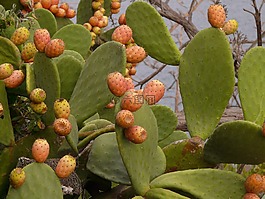 仙人球,仙人掌,無花果