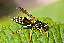 osa,昆虫,宏