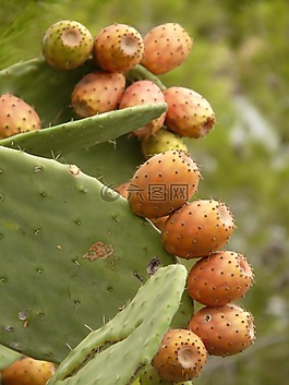 仙人球,仙人掌,無花果