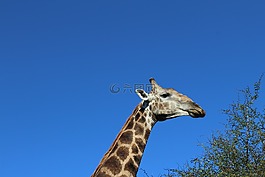 野生動物園,長頸鹿,頸部