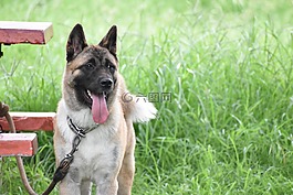德國牧羊犬,狗,忠誠