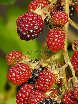 黑莓,漿果,水果