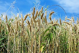 谷物,糧食,字段