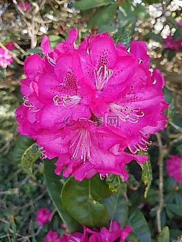 粉红色,充满活力,花
