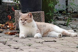 貓,動物,小貓