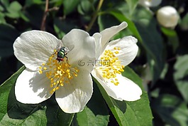 梅花,昆蟲(chóng),飛