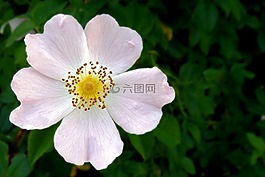 野生玫瑰,開花,春天