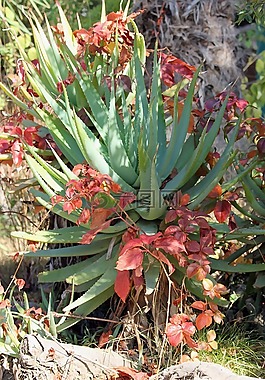 仙人掌,性質(zhì),綠色
