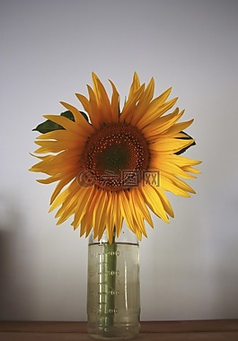 太陽花,太陽,夏季