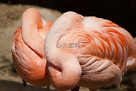 火烈鳥,粉紅色,鳥