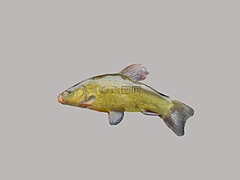 坦奇,捕魚,魚