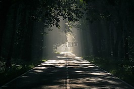 路,大道,樹木