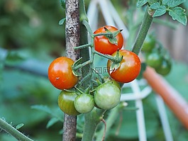 番茄,蔬菜,紅色
