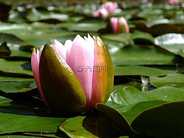 蓮花,性質(zhì),景觀