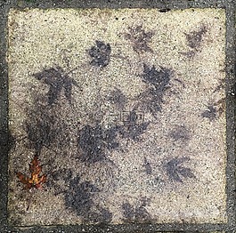 摊铺,叶,秋