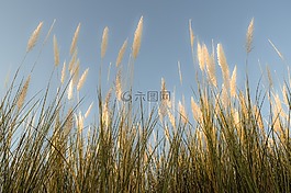 蘆葦,天空,自然
