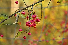 秋季,主轴,开花