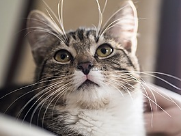 貓,動物,家貓