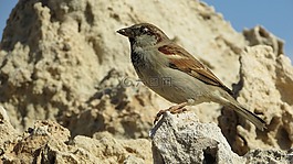 麻雀,鳥,野生動物