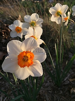 喇叭花,花,春