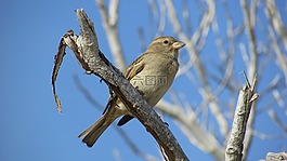 麻雀,鳥,野生動物