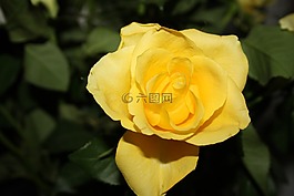 玫瑰,黃色,花