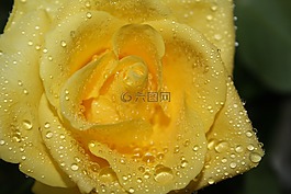 玫瑰,黃色,一滴水