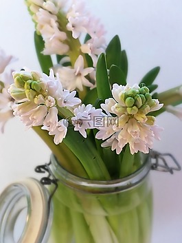 风信子,灯泡,粉红色