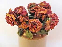 玫瑰,水華,干花