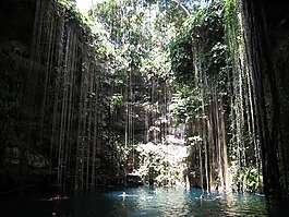 坎昆,池,叢林