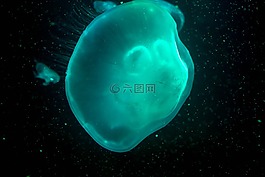 水母,黑,綠松石