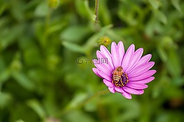花,蜜蜂,昆蟲