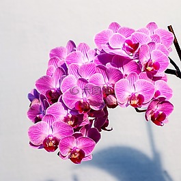 蘭花,粉紅色,花