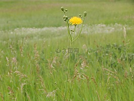 蒲公英,雜草,花