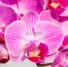 蘭花,粉紅色,詳細(xì)