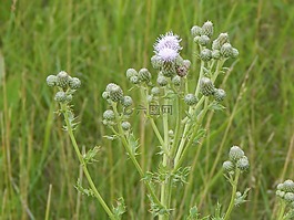 花,紫色,草原