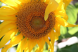 向日葵,秋,花
