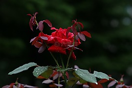 大自然,植物,公園