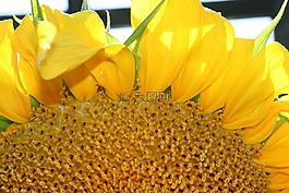 向日葵,秋,花